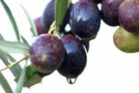 /album/dricomez-foods/images-jpg/